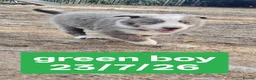 Border Collie dogs for sale: KC registered Border collie pups for sale - Advert 8