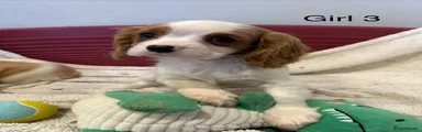 Cavalier King Charles Spaniel Puppy 4