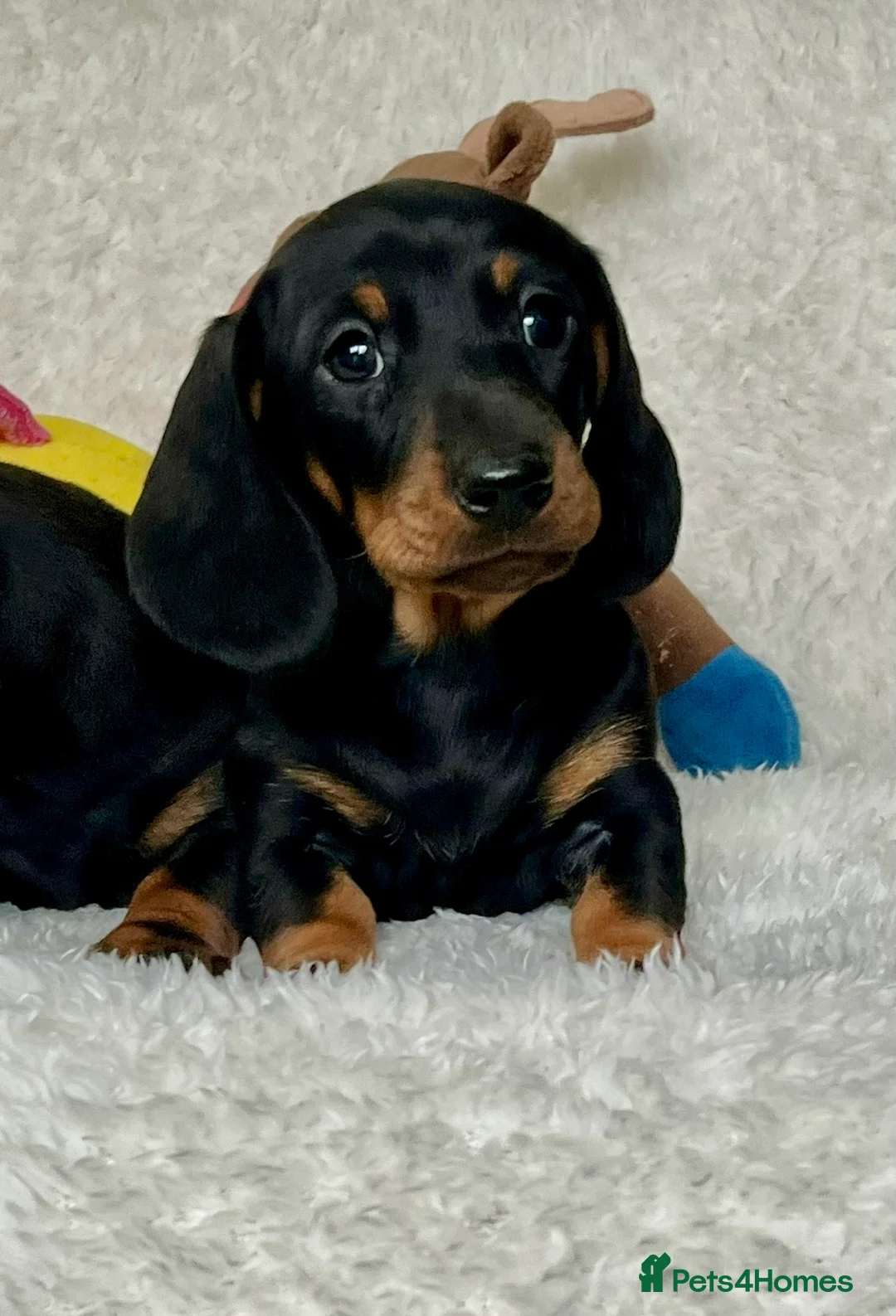 Dachshund dogs for sale: Adorable miniature dachshund puppies  - Advert 12