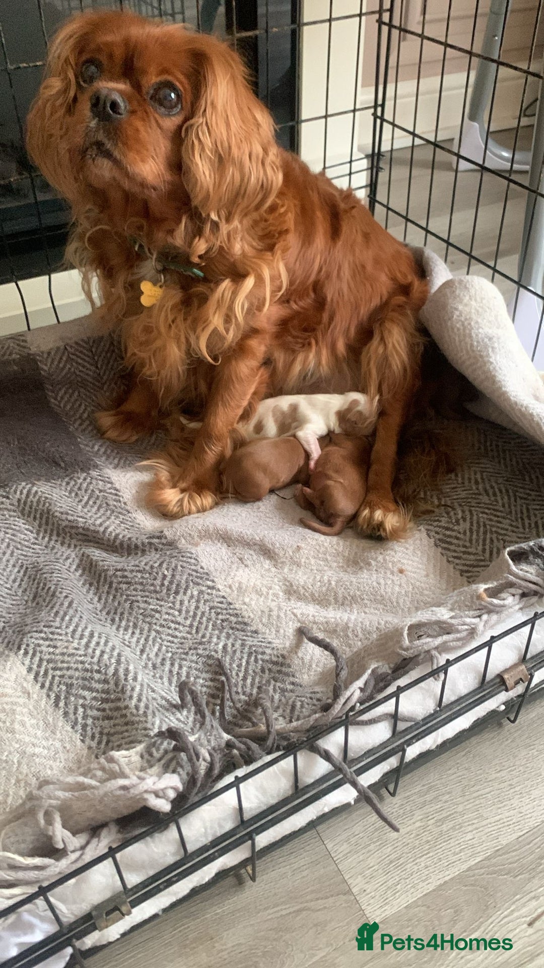 Cavalier King Charles Spaniel dogs for sale: Puppies for sale  - Image 5
