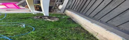 Mixed Breed cats for sale: Kittens in Wigan - Advert 7
