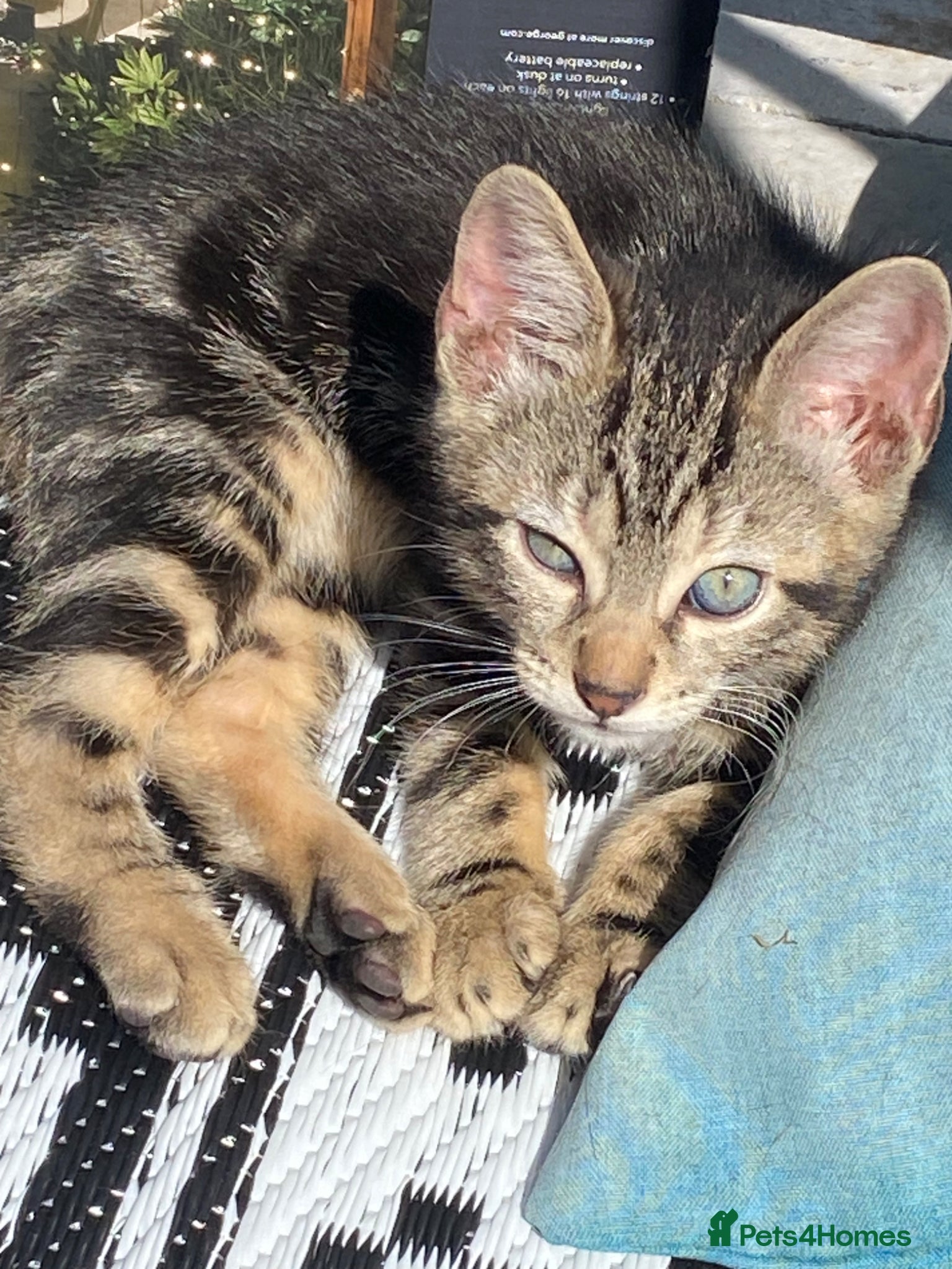 Bengal cats Sweet and loving Bengal kittens ❤️ - Advert 18