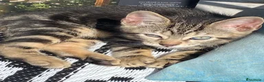 Bengal Kitten red collar
