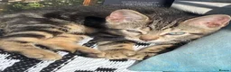Bengal cats for sale:  Bengal kittens, ready to go! ❤️🏡 - Advert 24