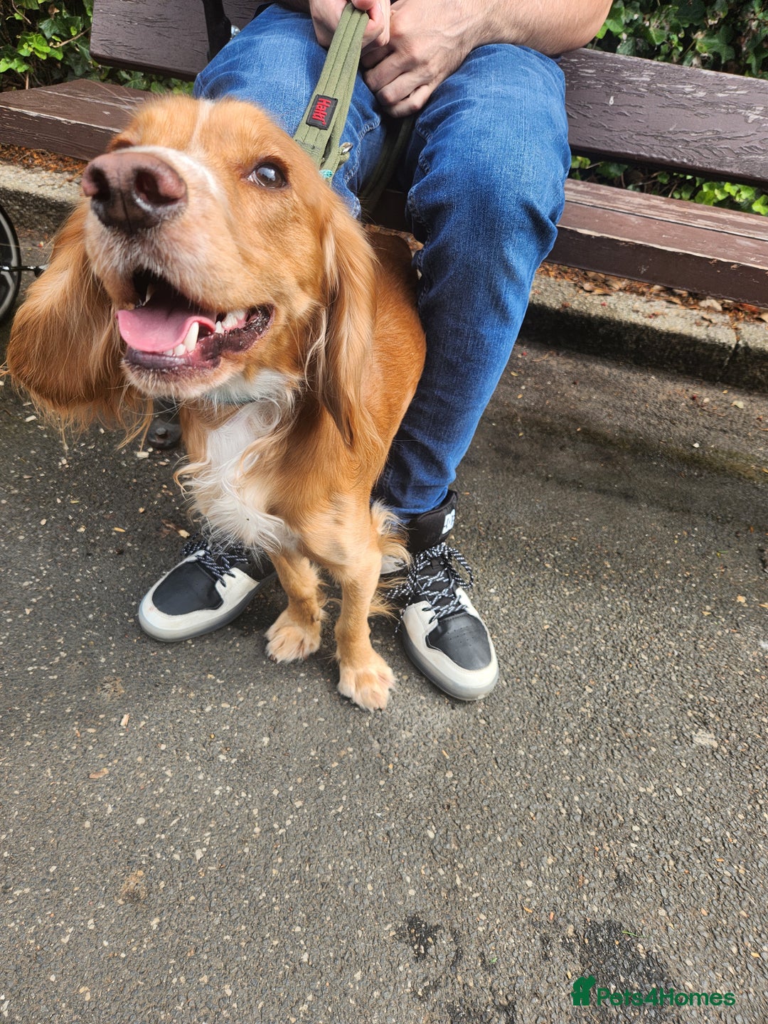 Cocker Spaniel dogs for sale: Cockerspanial - Image 1