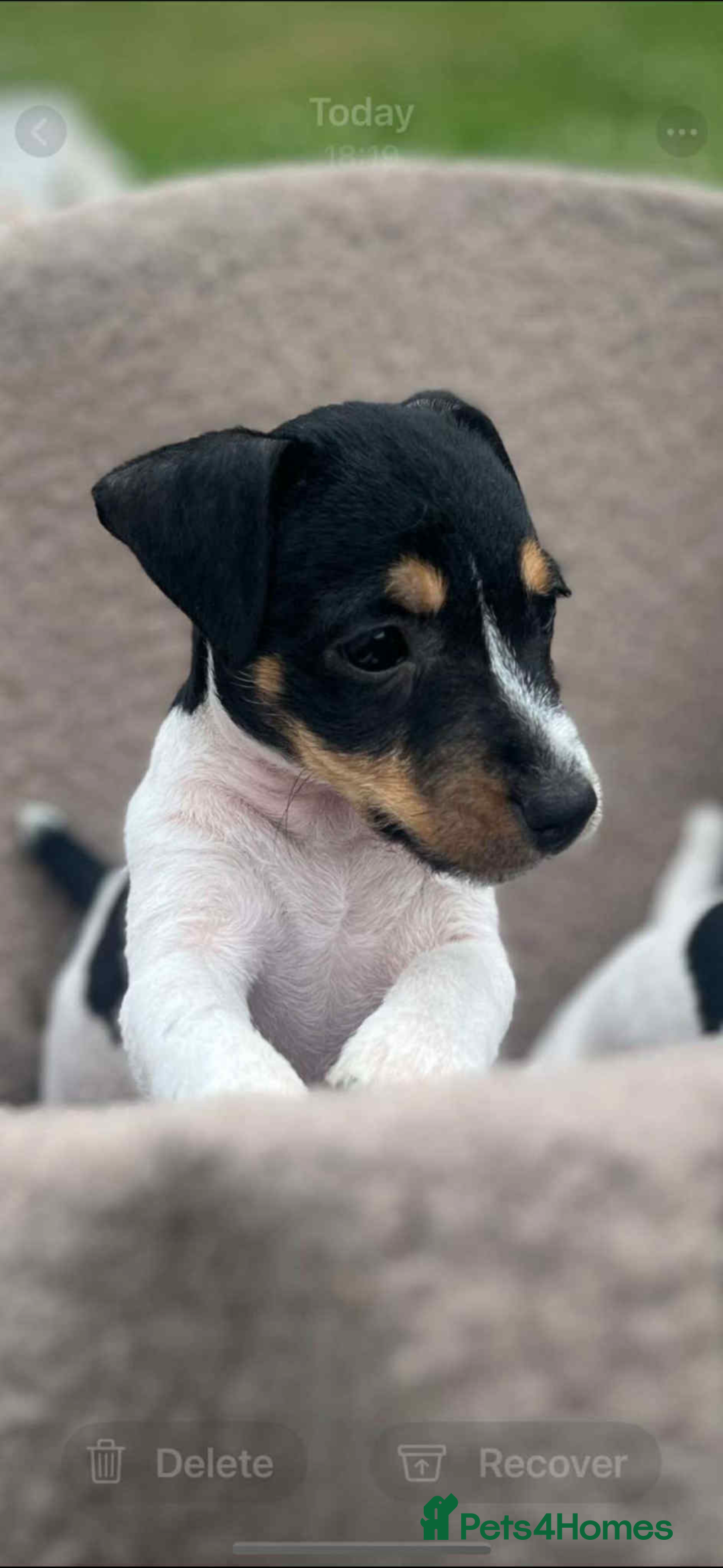 Jack Russell dogs for sale: FEMALE JACK RUSSELL - Advert 3