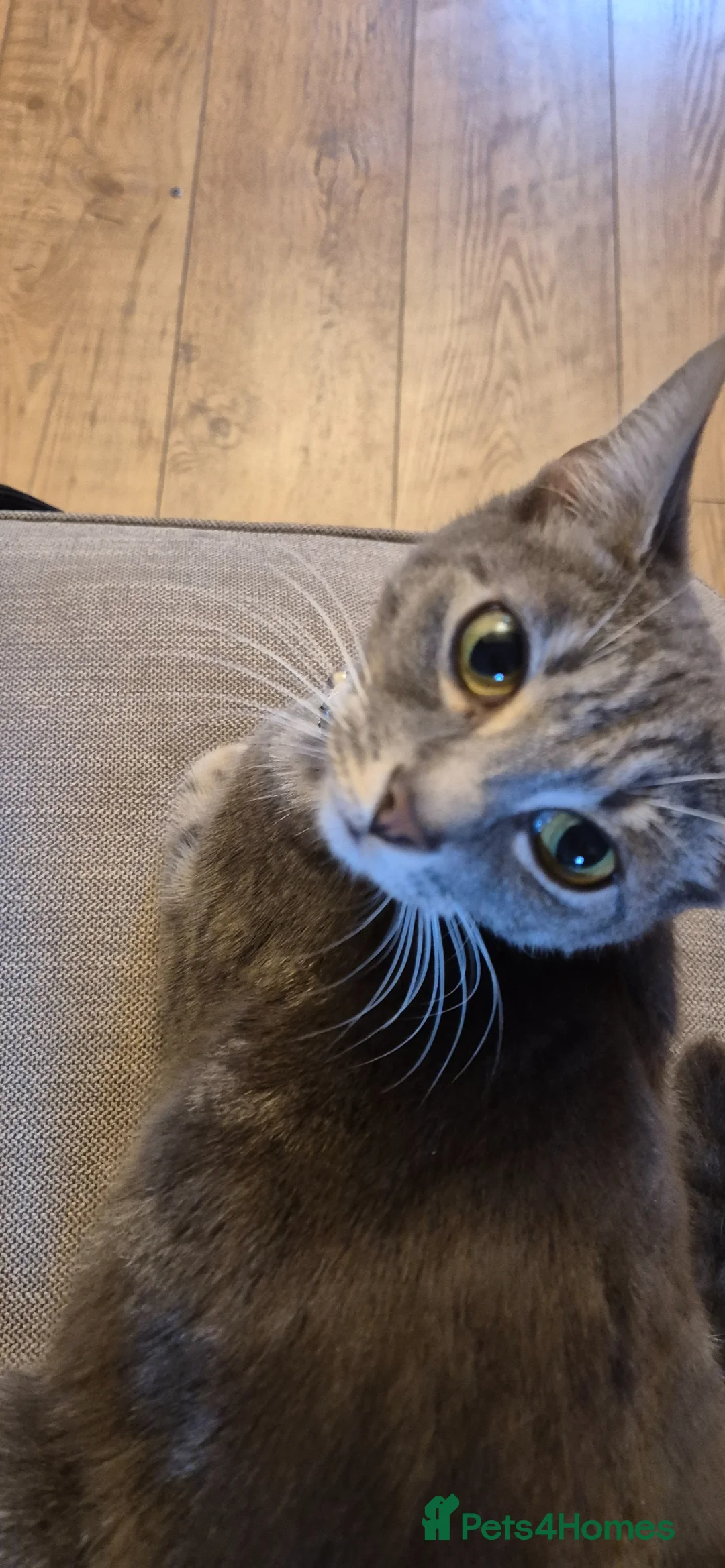 Mixed Breed cats for sale: Beautiful litter trained kittens in Coventry - Advert 8