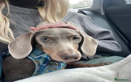 Miniature Dachshund dogs for sale: 6 Month Miniature Dachshund - Advert 1