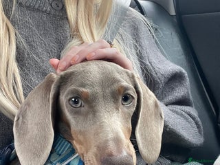 Miniature Dachshund dogs for sale: 6 Month Miniature Dachshund - Advert 1
