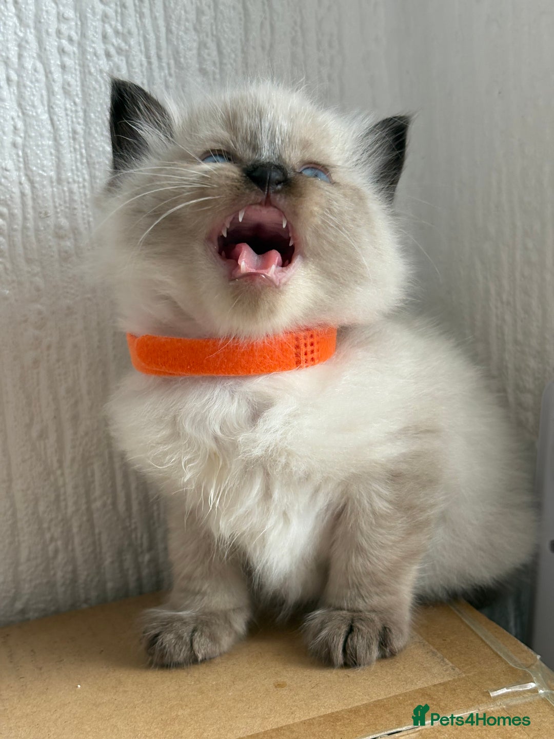 Ragdoll cats for sale: 💗 Our princess belle had 5 new kittens 💗 - Image 4