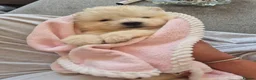 Samoyed dogs for sale: Beautiful samoyed litter - Advert 2