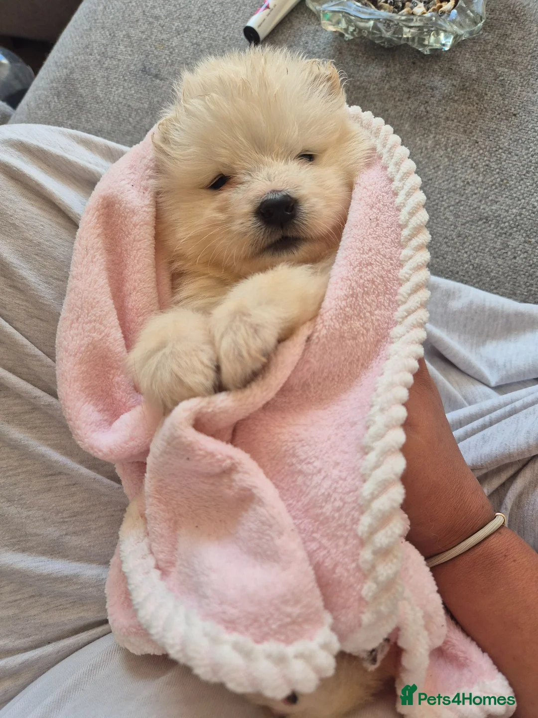 Samoyed dogs for sale: Beautiful samoyed litter - Advert 2