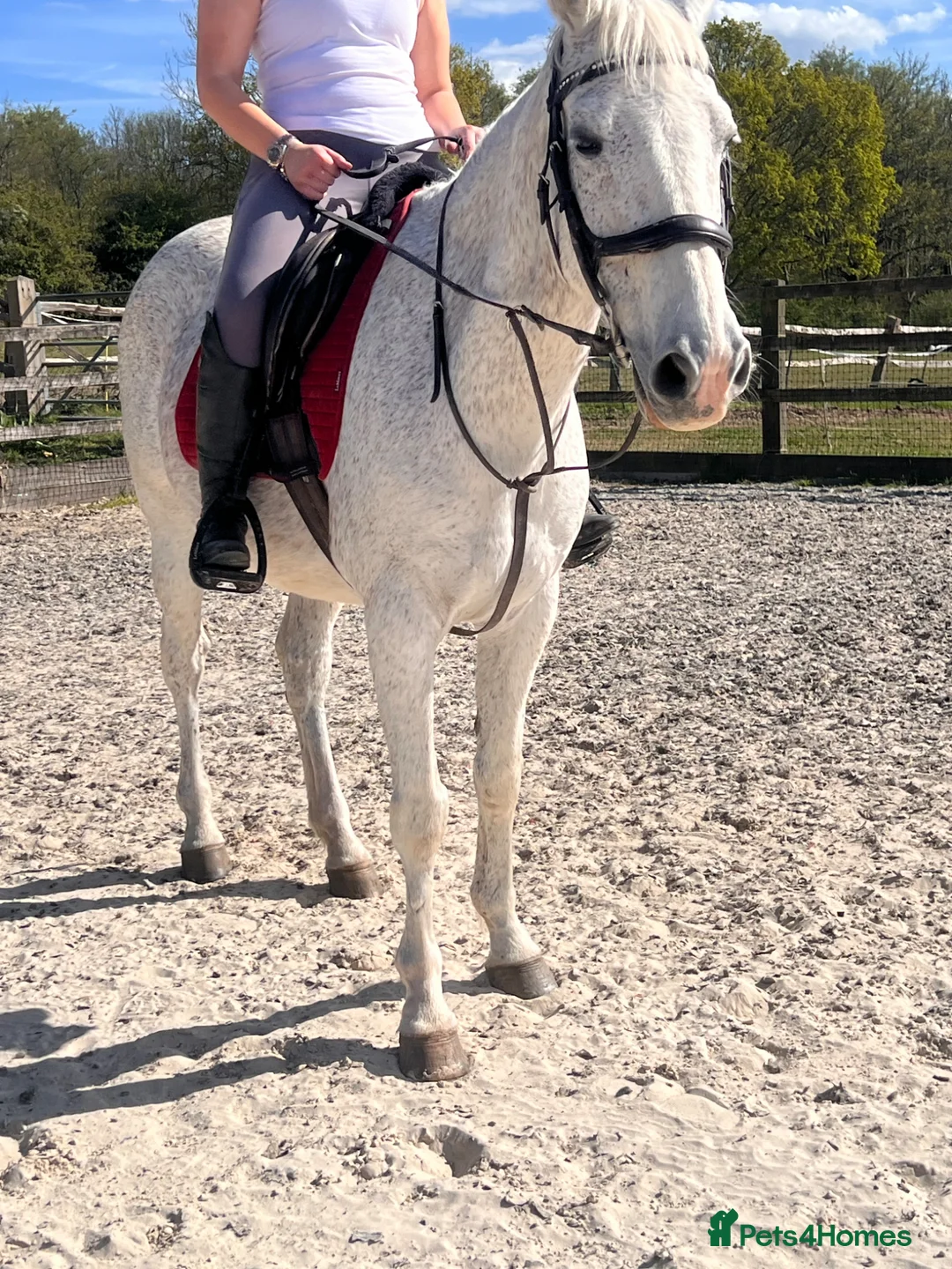 Irish Sports horses for sale: A beautiful handsome boy looking for new home  - Advert 2