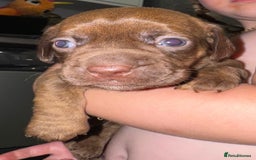 Mixed Breed dogs for sale: Beautiful Dachshund cross Boston Terrier - Image 6
