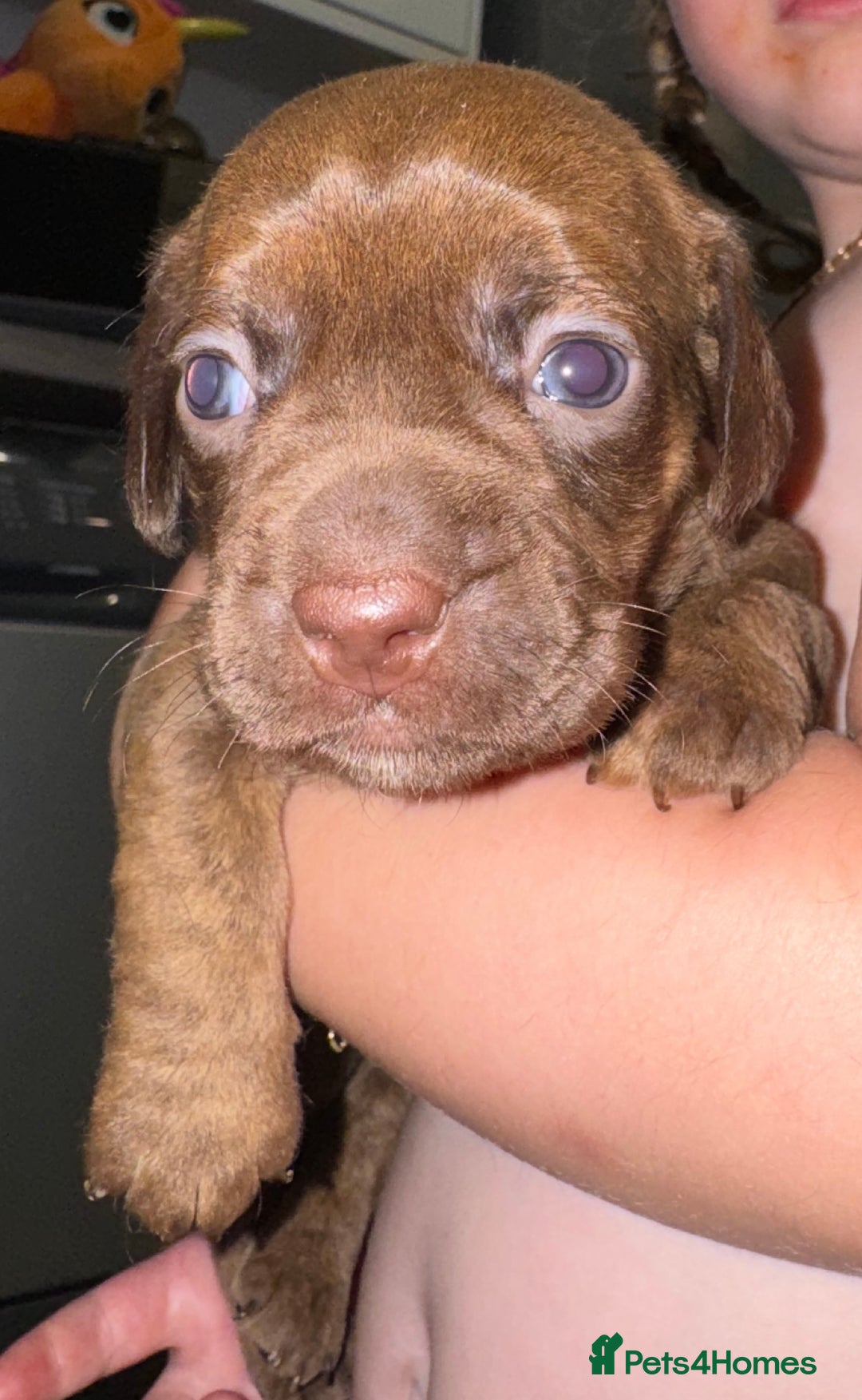 Mixed Breed dogs for sale: Beautiful Dachshund cross Boston Terrier - Image 6