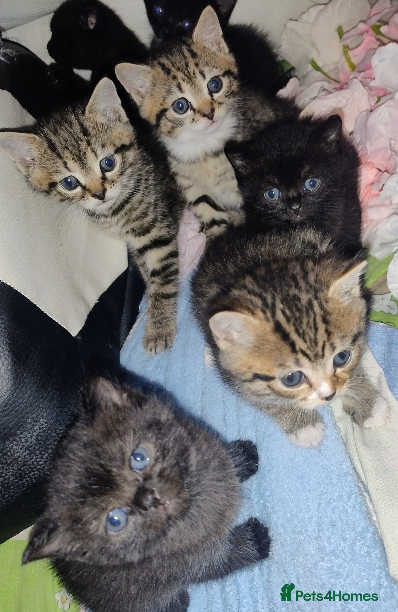 Mixed Breed cats Affectionate, and socialised miniature kittens - Advert 4