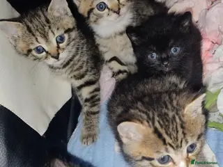 Mixed Breed cats Affectionate, and socialised miniature kittens - Advert 2