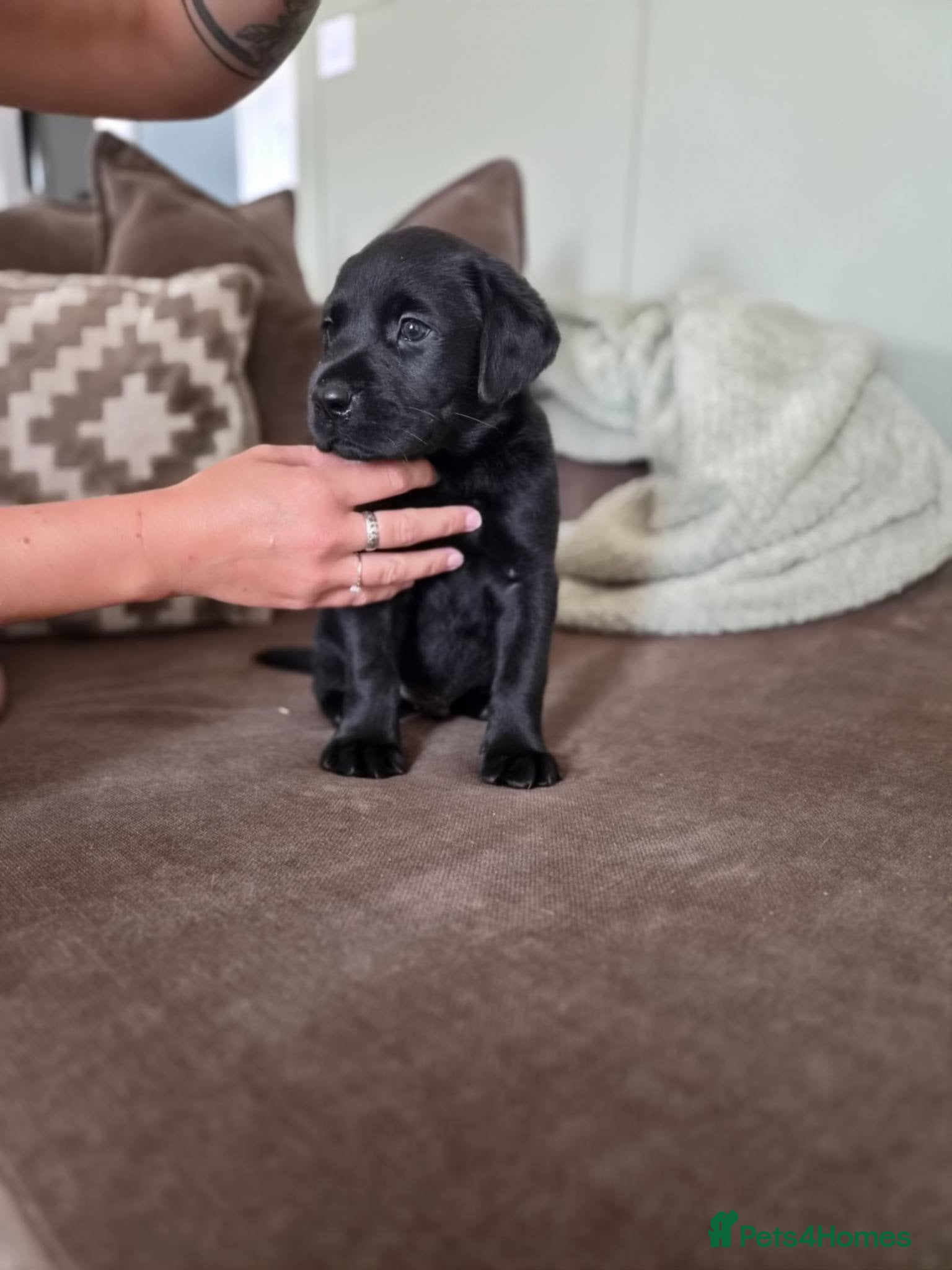 Labrador Retriever dogs Beautiful KC Labradors  - Advert 14