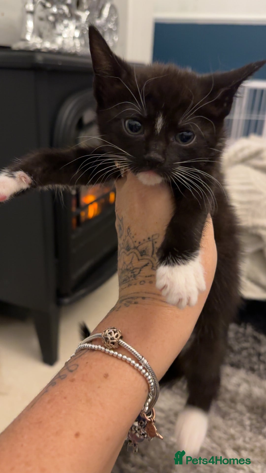 Domestic Shorthair cats for sale: Beautiful mix of kittens  - Advert 8