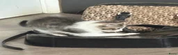 Bengal cats for sale: 🐾 Gorgeous Bengal Kittens – 3 Boys & 1 Girl 🐾 - Advert 6