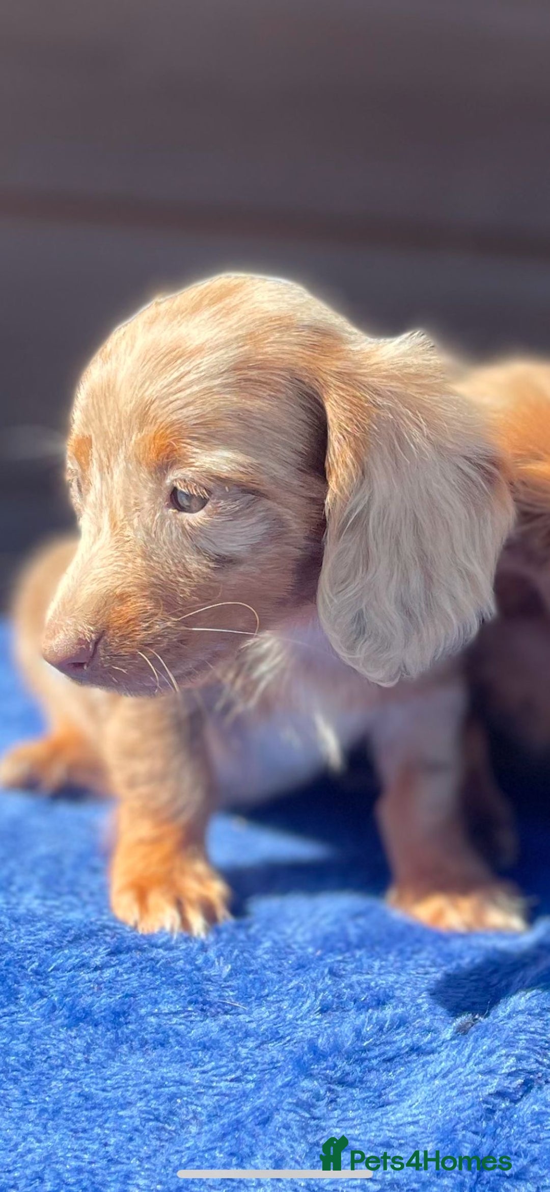 Miniature Dachshund dogs for sale: Long haired miniature Dashshund puppies  - Image 37