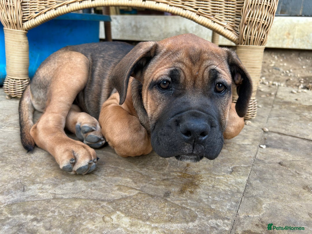 Mixed Breed dogs for sale: Beautiful boy puppy  - Image 2