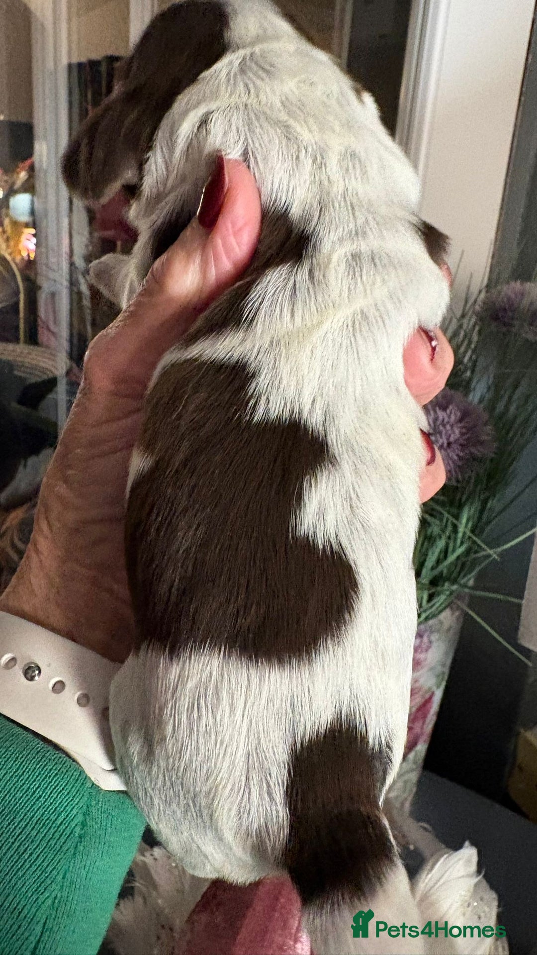 Cocker Spaniel dogs for sale: Show cocker spaniel pups - Advert 10