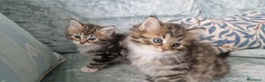 Siberian Kitten 2