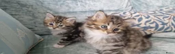 Siberian cats for sale: Adorable siberian kittens - Advert 2