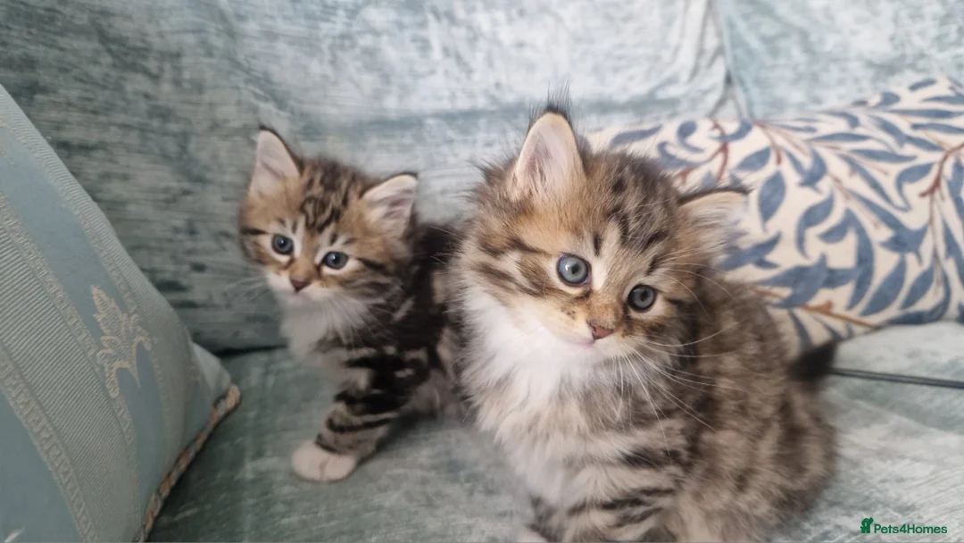 Siberian cats for sale: Adorable siberian kittens - Advert 2