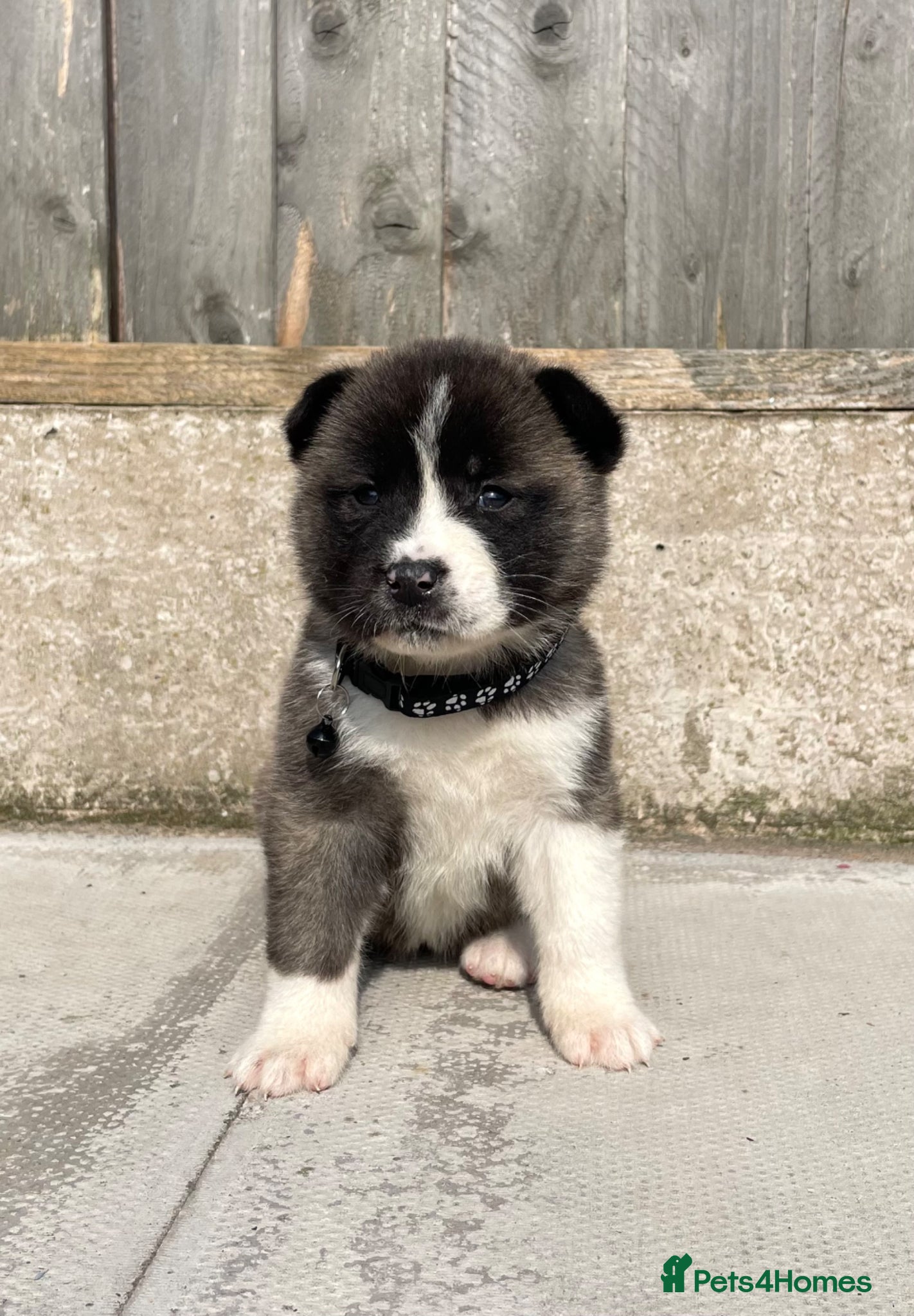 Akita dogs ONLY 1 LEFT Akita puppys for sale - Advert 2