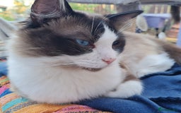 Ragdoll cats for sale: Male Ragdoll for sale  - Image 1