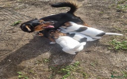 Jack Russell dogs for sale: Puppies  - Image 2