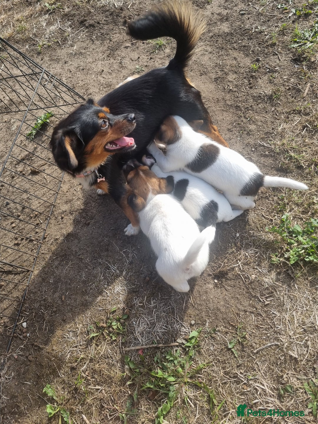 Jack Russell dogs for sale: Puppies  - Image 2