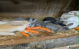 Mini Lop rabbits for sale: Mini lops babies  - Image 1