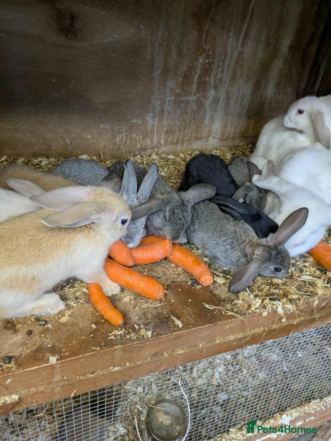 Mini Lop rabbits for sale: Mini lops babies  - Image 1