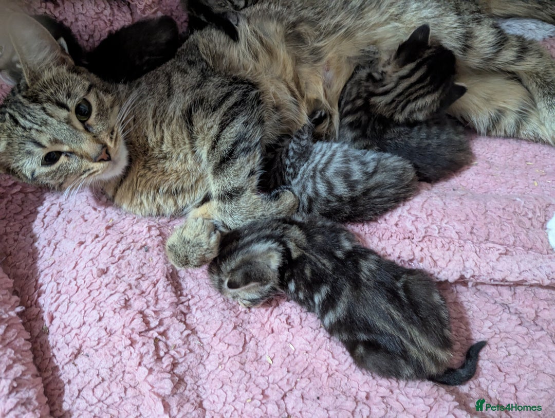 Mixed Breed cats for sale: Tabbies for sale (mixed breed) (8M/1F) - Image 1