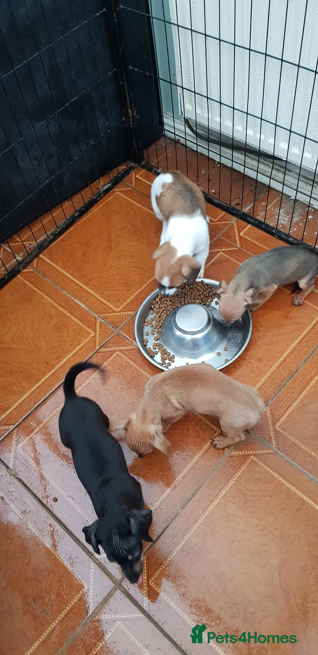 Chiweenie dogs for sale: Chiweenie pups for sale in Rowley Regis - Advert 12