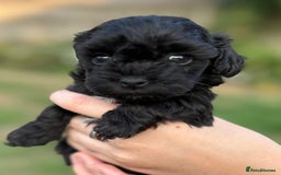 Maltipoo dogs for sale: Maltipoo Puppies Ready for Their Forever Homes! ✨ - Image 4