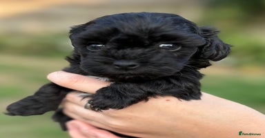 Maltipoo dogs - Advert 14