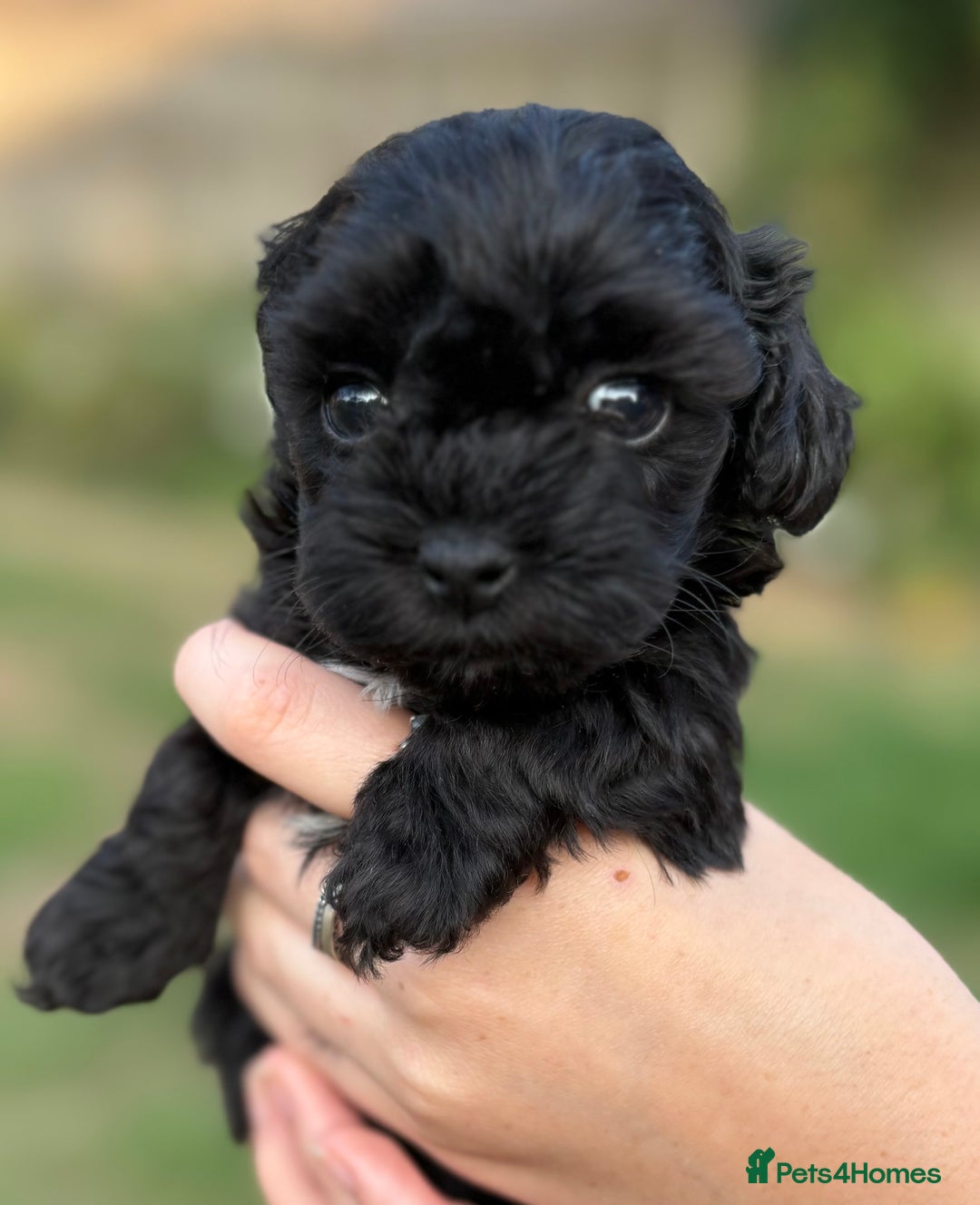 Maltipoo dogs for sale: Maltipoo Puppies Ready for Their Forever Homes! ✨ - Image 4