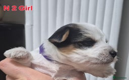 Biewer Terrier dogs for sale: Biewier terrier  - Image 6