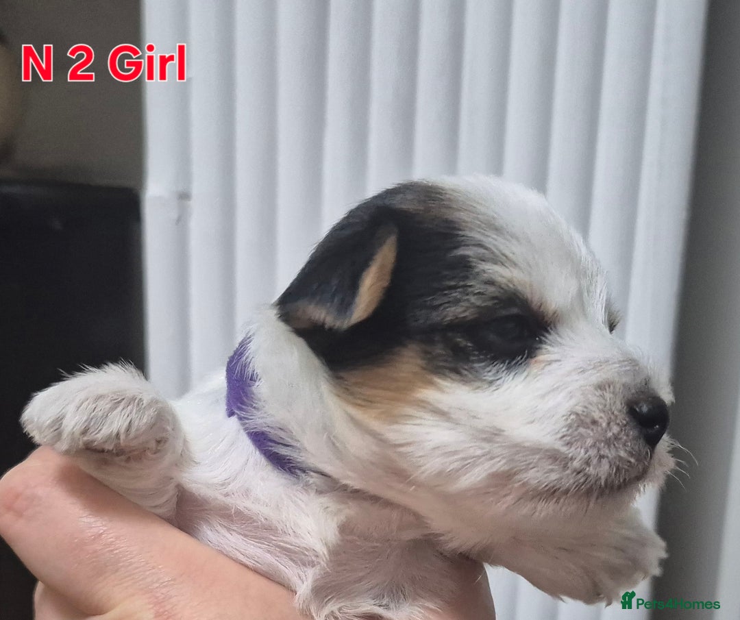 Biewer Terrier dogs for sale: Biewier terrier  - Image 6