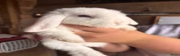 Mini Lop rabbits for sale: 3 white beauty’s for sale NEED TO GO  - Advert 24