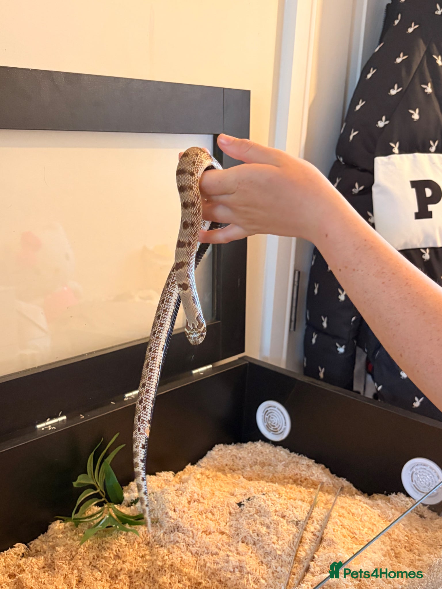 Snake reptiles for sale: Hognose snake  in Sutton-in-Ashfield - Advert 3