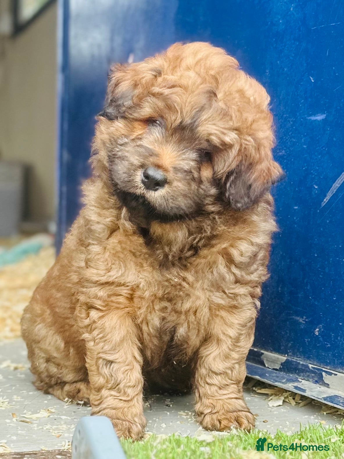 Mixed Breed dogs Wow real life teddy bears 🧸  - Advert 1