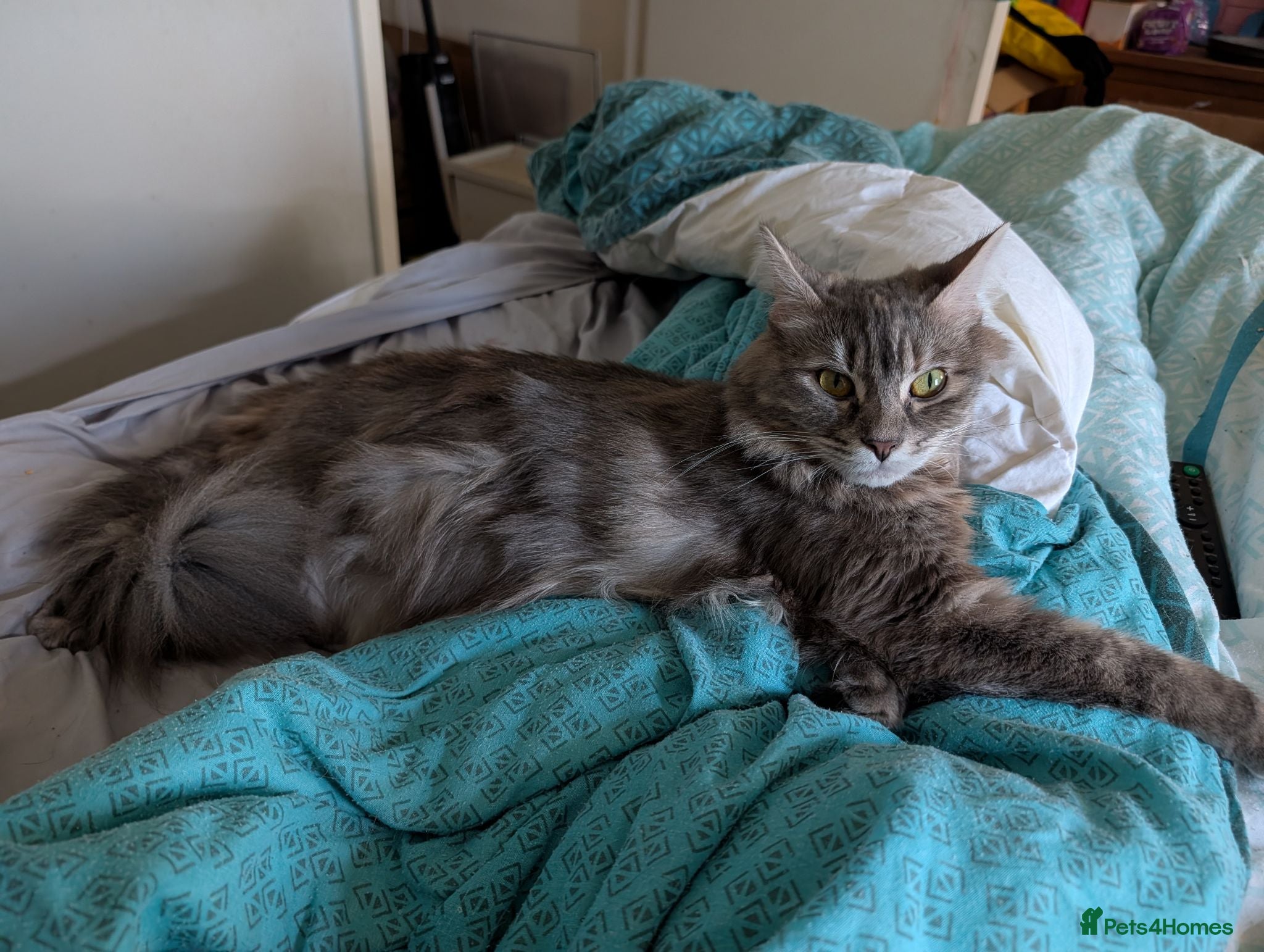 Mixed Breed cats Bengal x Maine coons kittens  - Advert 3
