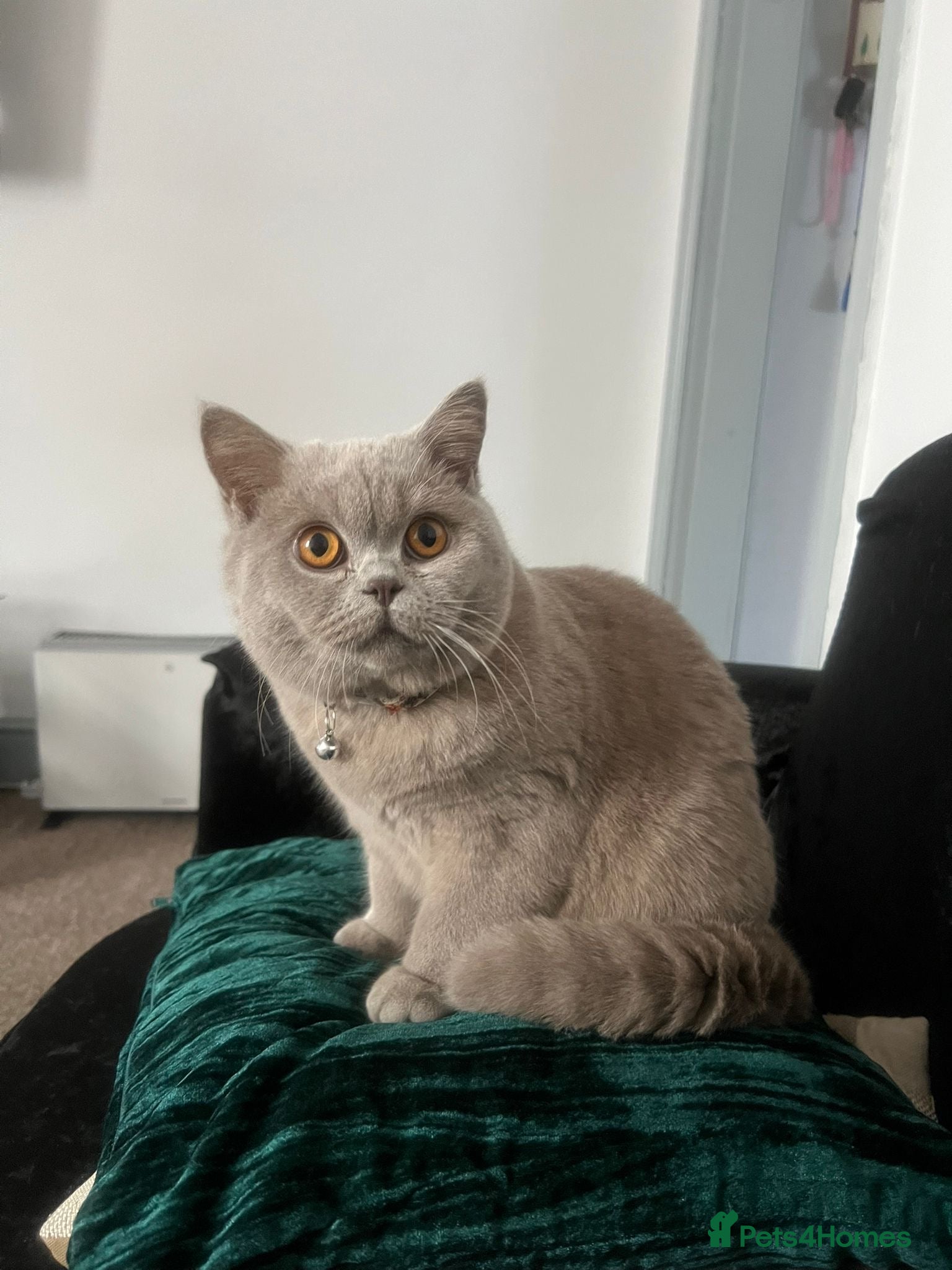 British Shorthair cats for sale: Laila  in Burton-on-Trent - Advert 1