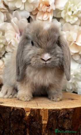 Mini Lop rabbits - Advert 16
