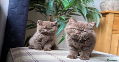 British Shorthair cats - Advert 3